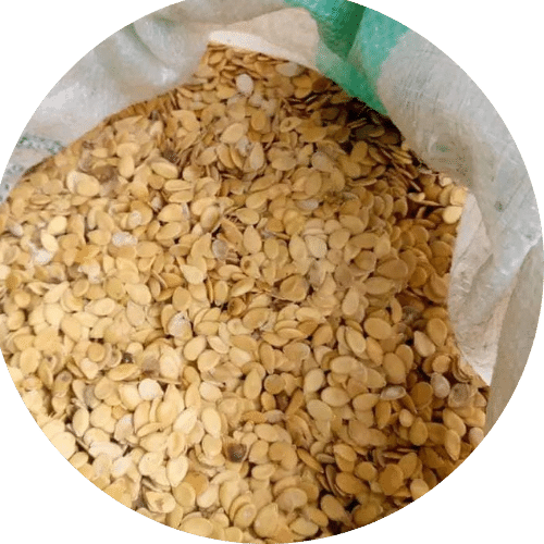 Melon (Egusi) Loyalty Farms